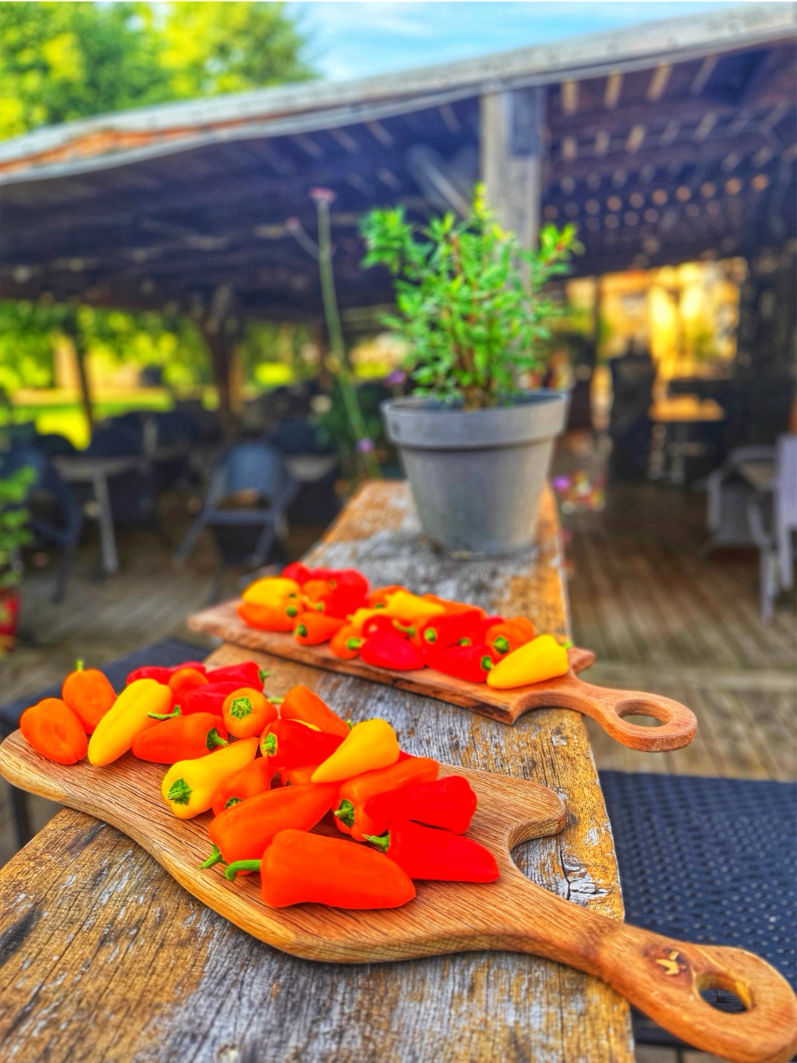 🌶️ Les mini poivrons à l’honneur ! 🌶️

Avec leurs couleurs éclatantes et leurs saveurs délicatement sucrées, les mini poivrons apportent une touche de fraîcheur et de gourmandise à nos assiettes. Rouges, oranges ou jaunes, ils illuminent nos plats autant qu’ils régalent les papilles. Un véritable concentré de couleur et de goût pour des créations aussi belles que savoureuses. ✨🍽️. 📍RESTAURANT LE PETIT CABOULOT 

12 Place de l’Église, L’Isle-Saint-Georges 33640
Parking de l'Eglise - Gratuit

🕦HORAIRES
> Fermé le lundi toute la journée
> Déjeuner uniquement le mardi, mercredi et dimanche
> Déjeuner & dîner le Jeudi, vendredi et samedi
> Fermé Le Dimanche soir

RÉSERVEZ VOTRE TABLE
📞 + 33 (0)5 56 20 06 97
http://bit.ly/3S7EZac

INFORMATIONS
https://www.lepetitcaboulot.com/