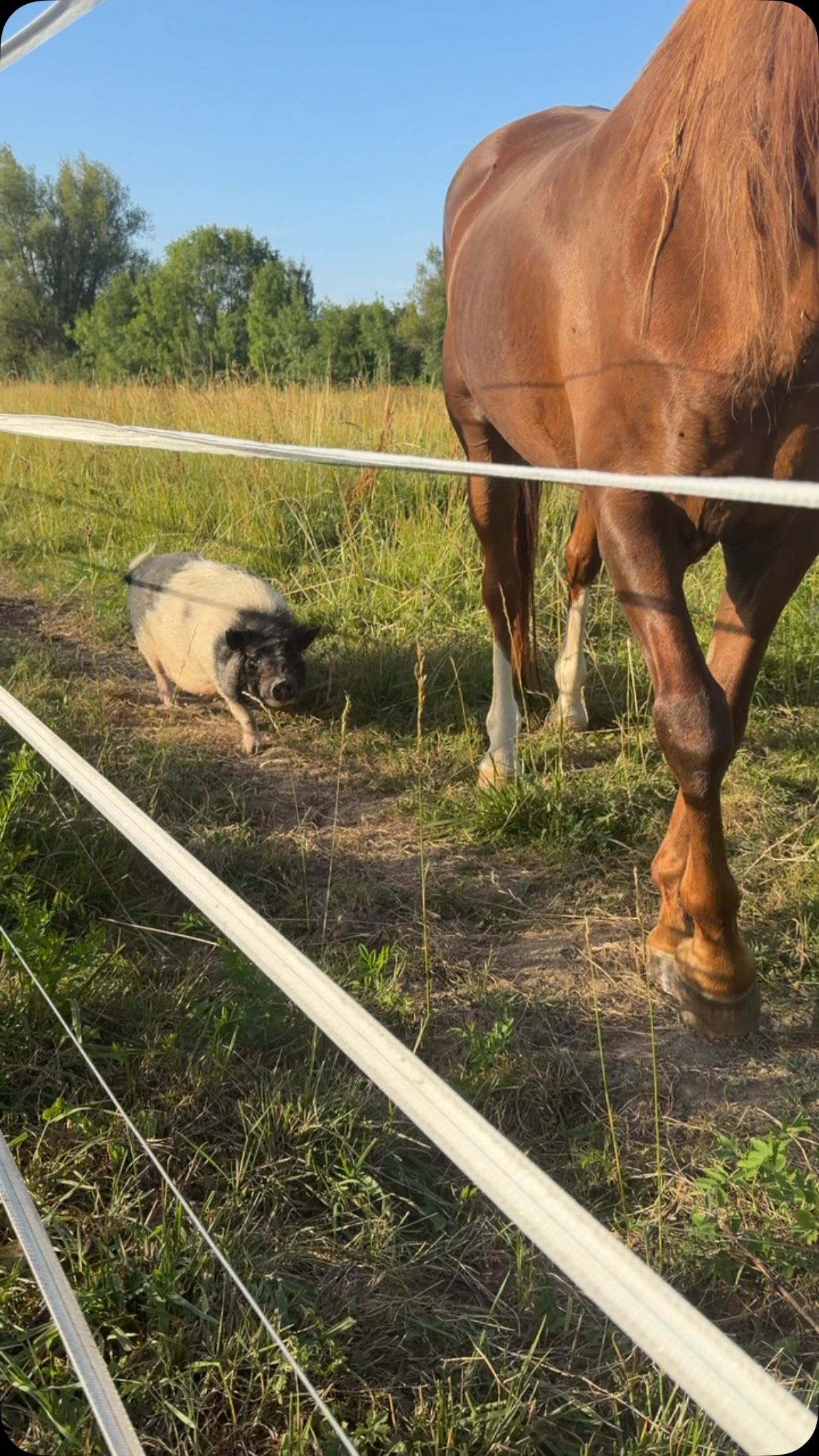 🐷❤️ Des nouvelles de notre petite mascotte Chips !

Notre adorable Chips se porte à merveille et profite pleinement de la vie aux côtés de son grand copain Johnny. Entre les balades, les moments de détente et les gourmandises, nos deux compagnons ne s’ennuient jamais !

Fidèle à sa réputation, Chips adore aussi se régaler des petits restes laissés par nos clients (lorsqu’ils sont adaptés à son alimentation). Une jolie façon de donner une seconde vie à certains aliments et de participer, à sa manière, à la réduction du gaspillage alimentaire.

Notre restaurant a la chance d’être entouré de champs et de nature. En venant nous rendre visite, vous profitez non seulement d’un moment gourmand, mais aussi d’un cadre paisible où les chevaux vivent juste à côté du restaurant. Avec un peu de chance, vous pourrez également apercevoir quelques habitants plus discrets de la campagne : oiseaux, lapins, chevreuils ou encore d’autres animaux sauvages qui partagent cet environnement préservé.

Merci à tous pour votre affection envers notre petite mascotte. Chips, Johnny et toute la petite famille à quatre pattes ont hâte de vous accueillir ! 🌿🐷🐴