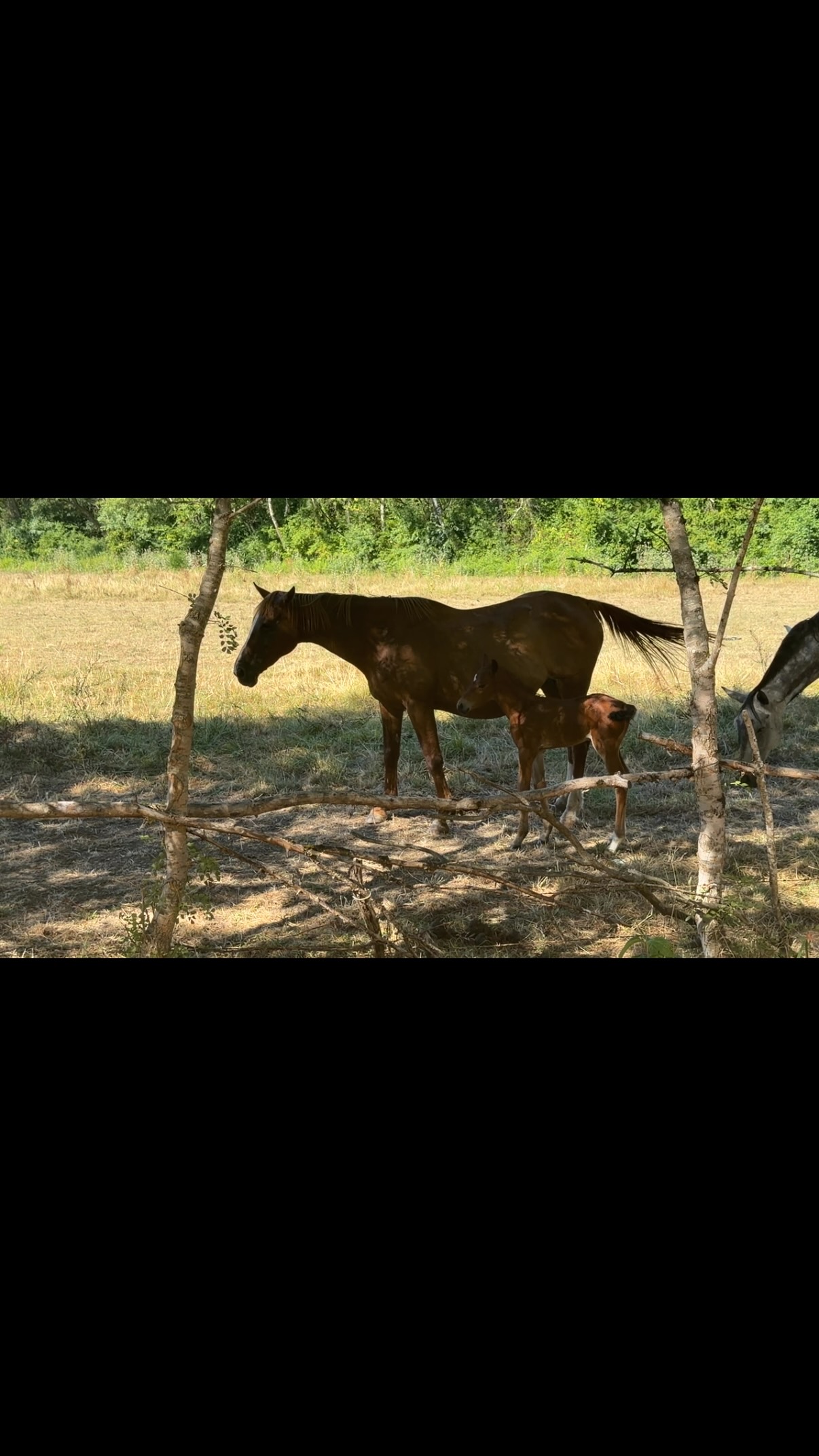 À l’Isle-Saint-Georges, l’été indien offre encore de magnifiques parenthèses au cœur de la nature 🍂🐴. Les journées se prêtent aux balades tranquilles, entre chemins bordés d’arbres, lumière dorée et paysages paisibles.

Et au détour d’un sentier, il y a toujours cet adorable petit poulain et ses compagnons, curieux et attendrissants, qui viennent nous saluer. 🐎🤎

Un peu de soleil, beaucoup de nature, le calme de la campagne et ces jolies rencontres à quatre pattes… Tout ce qu’il faut pour profiter pleinement des dernières douceurs de l’été et savourer la beauté simple des balades à l’Isle-Saint-Georges. 🌿☀️🍁

La nature, les chevaux et la douceur de l’été indien : parfois, le bonheur se trouve simplement au bout du chemin.