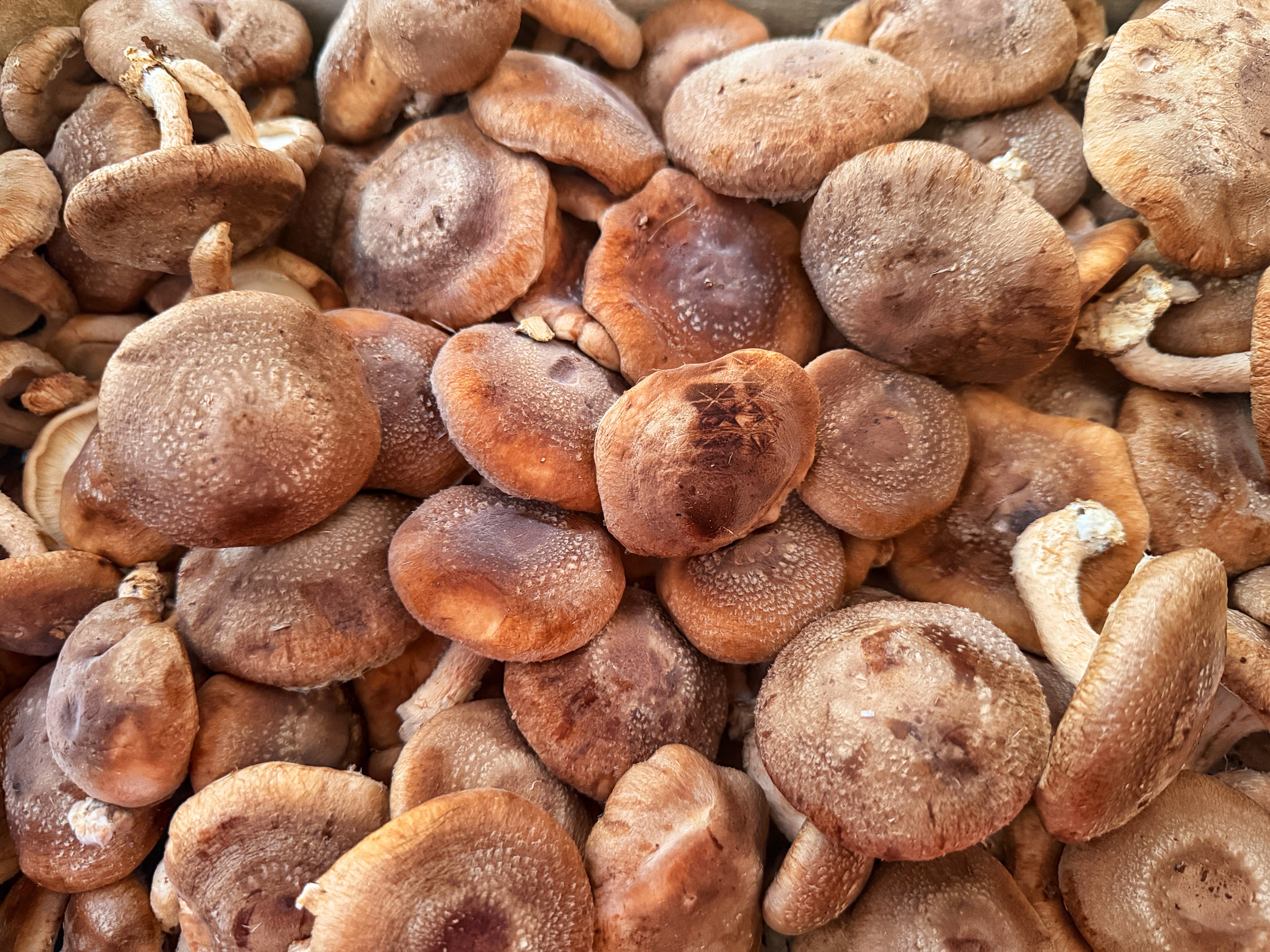 🍄🌿 Le shiitaké, un produit de saison plein de caractère !

Dans notre cuisine, nous aimons mettre à l’honneur des produits frais, de saison et riches en saveurs, tout en prenant soin de ce que nous mettons dans nos assiettes. 🤍

Aujourd’hui, zoom sur le shiitaké, ce champignon aux notes boisées et à la texture généreuse.

✨ Pourquoi on l’aime ?
🍃 Pour ses fibres, qui contribuent au bon fonctionnement du transit intestinal.
💚 Pour ses vitamines du groupe B, qui participent notamment au métabolisme énergétique.
🌱 Pour ses bêta-glucanes et autres composés bioactifs, étudiés pour leurs effets sur le système immunitaire.

👨‍🍳 Poêlé, fondant et savoureux, il apporte profondeur et gourmandise à nos assiettes, tout en valorisant la richesse des produits végétaux.

Pour nous, bien manger, c’est avant tout respecter le produit, privilégier la fraîcheur et cuisiner avec intention. 🌿