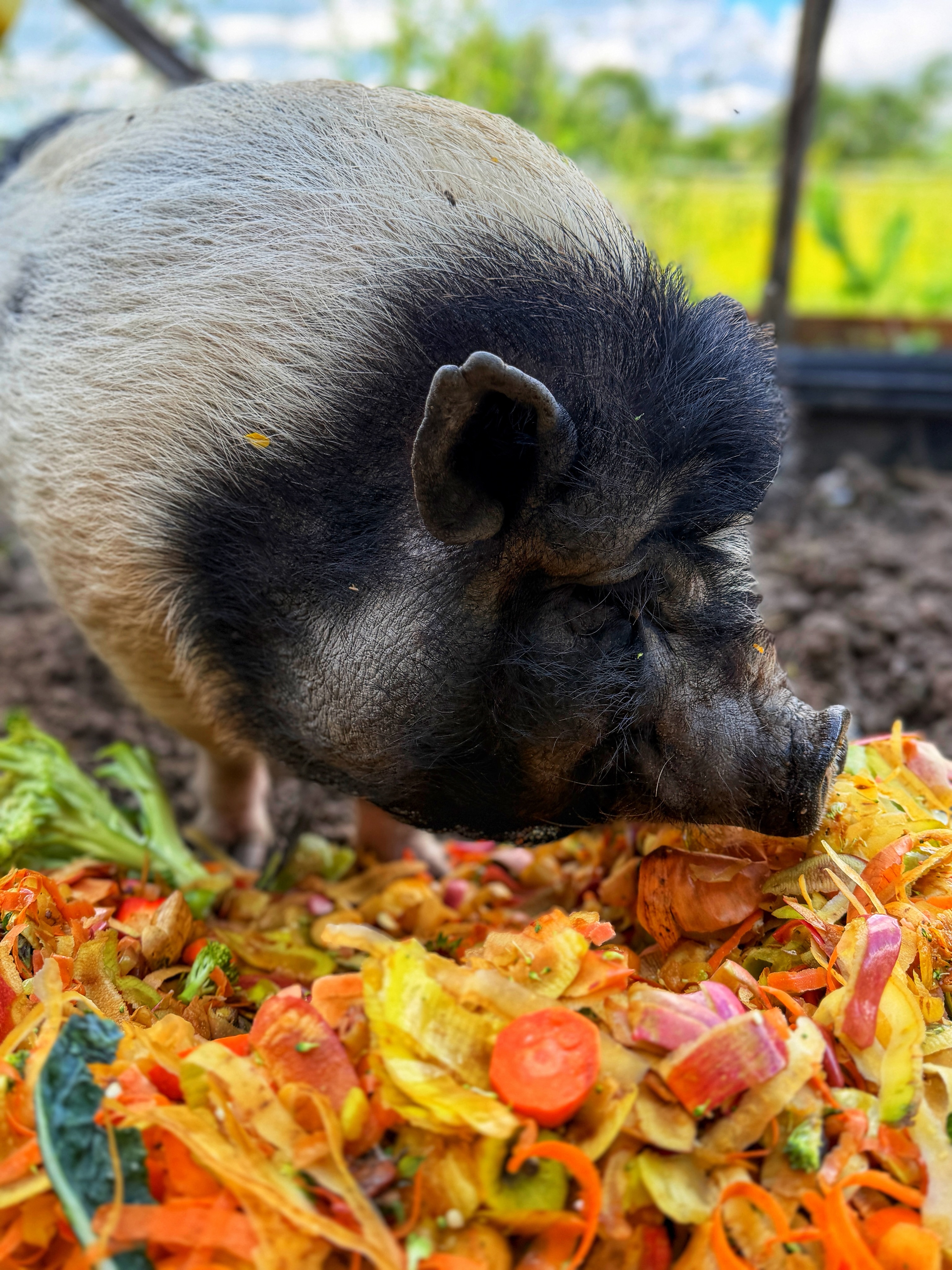 Dans notre restaurant, rien ne se perd : les restes alimentaires qui ne peuvent plus être servis sont soigneusement triés puis valorisés de manière responsable. Une partie de ces déchets organiques est donnée à notre cochon, qui en profite avec grand plaisir !

C’est une façon simple et concrète de limiter le gaspillage alimentaire tout en donnant une seconde vie à certains aliments. Cette démarche s’inscrit dans notre volonté de respecter davantage l’environnement, de réduire nos déchets et de favoriser un cycle plus naturel et durable.

Chez nous, même les épluchures et petits restes ont leur utilité… et rendent notre cochon : chips très heureux ! 🐷♻️